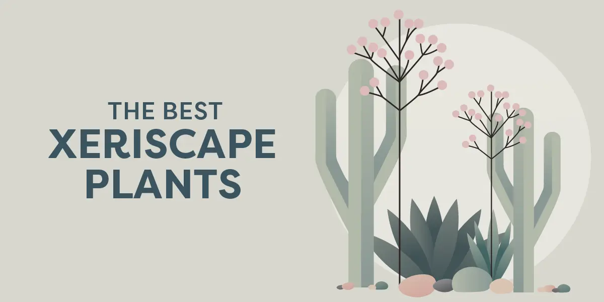 The Best Xeriscape Plants