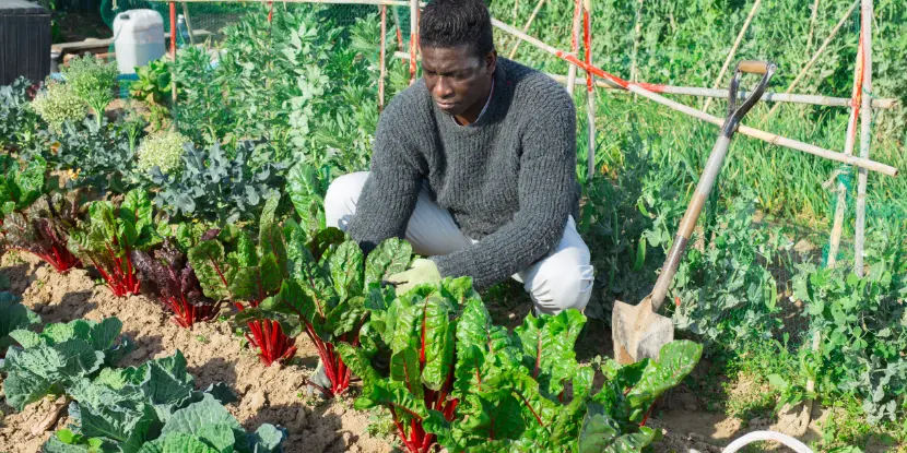 A man gardening beets