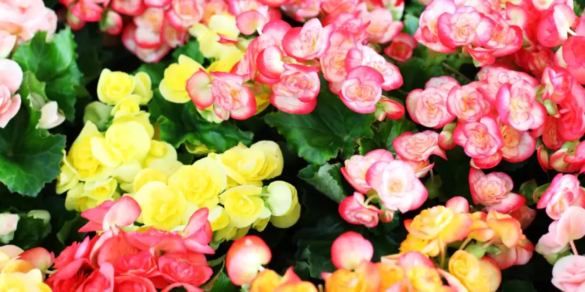 Red, pink, and yellow begonias in bloom