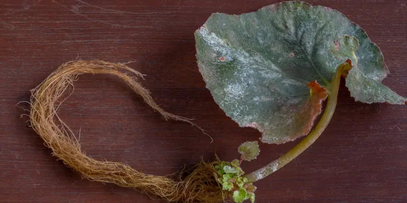 Root growth on a begonia leaf