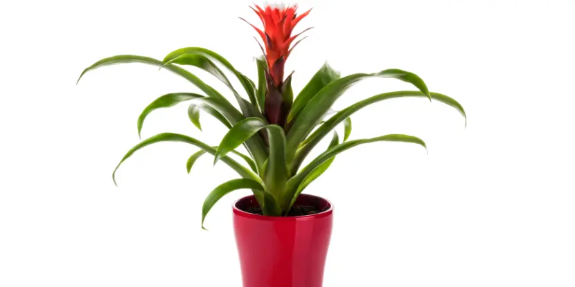 Red Guzmania Bromeliad in flower pot