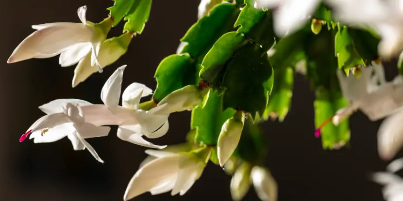 White Christmas cactus blossoms