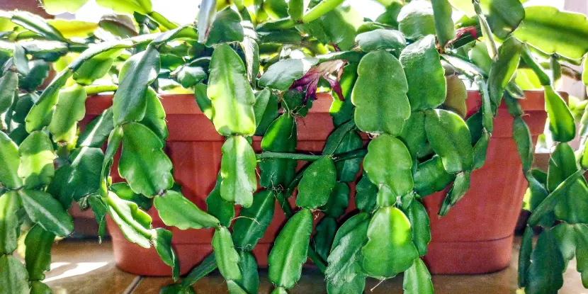 The training habit of a Christmas cactus