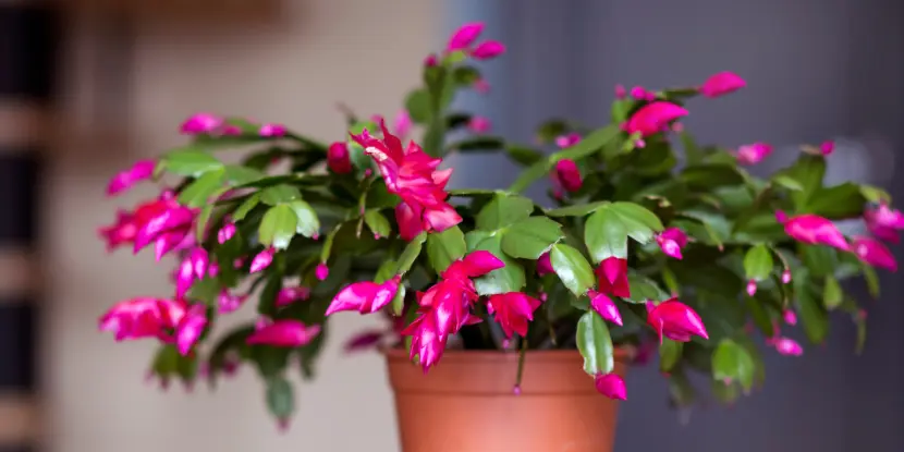 Christmas cactus plant in a pot