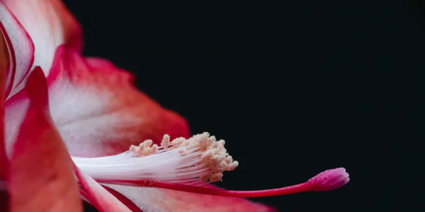 Close-up of a Christmas cactus flower
