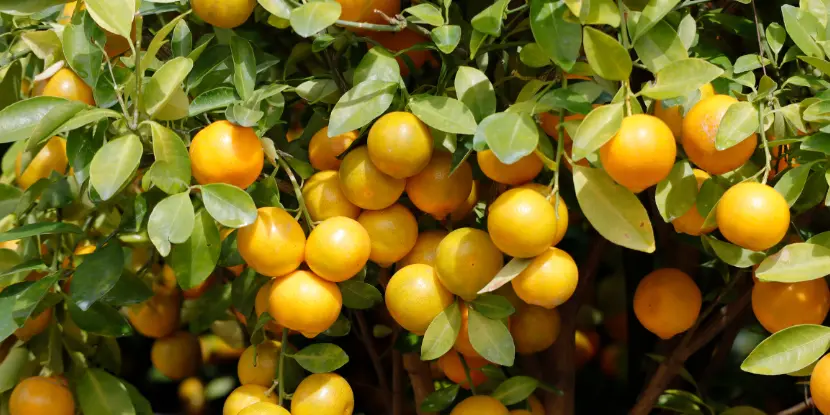 A lemon tree laden with fruit