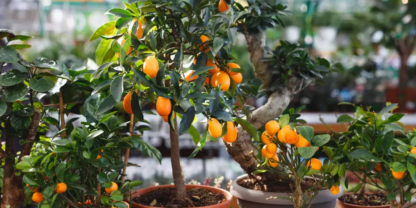 Small kumquat trees growing in pots