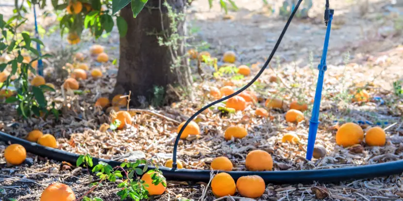 A drip irrigation system under an orange tree