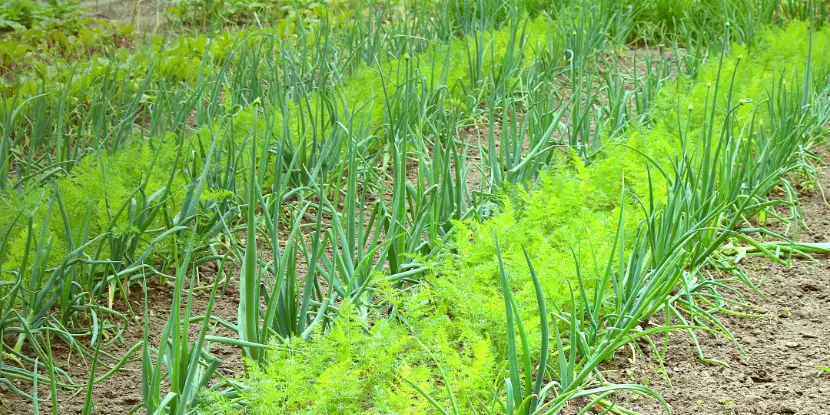 Rows of onion and carrot plants