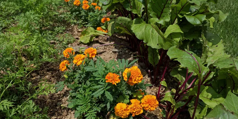 Marigolds nestled between red beet and carrot plants