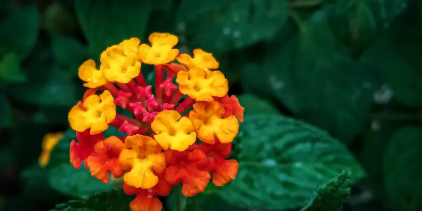 The tiny, delicate flowers of a latana plant