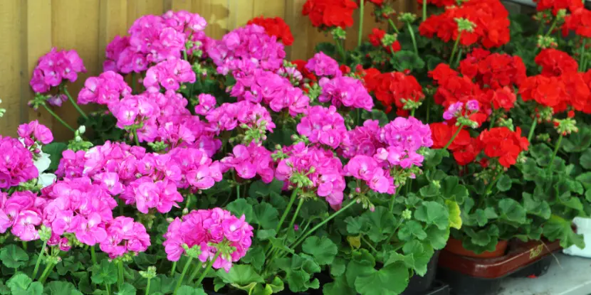 Potted geraniums for sale