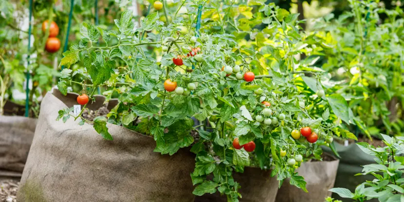 Cherry tomatoes grown in burlap sacks