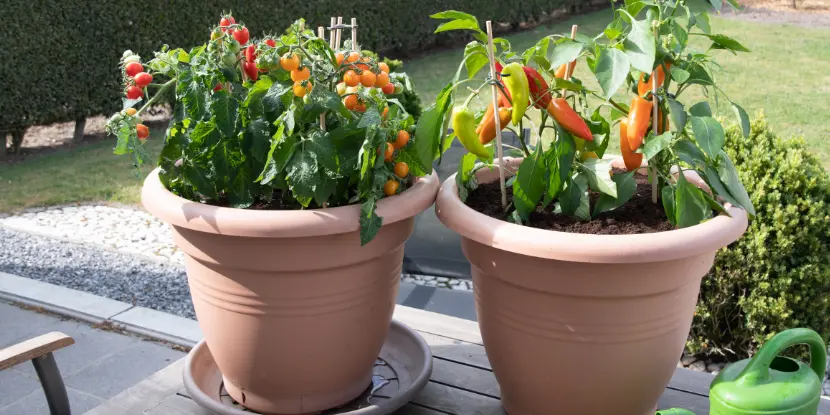 Potted peppers and cherry tomatoes