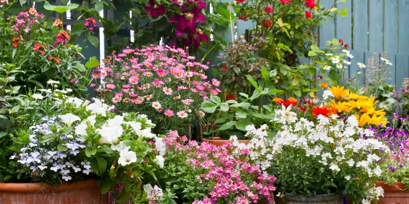 A tiered container garden