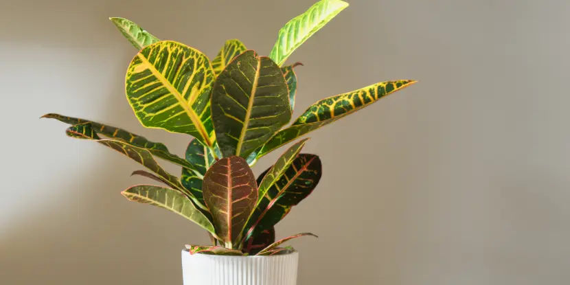 A healthy potted croton plant
