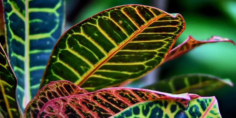The striking patterns of croton plant leaves