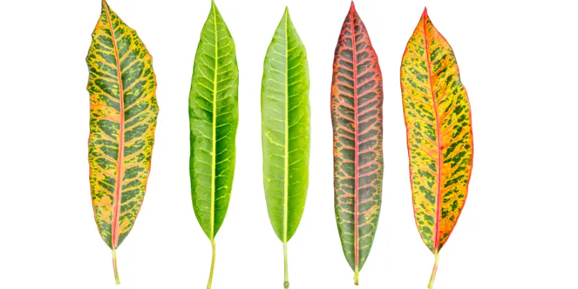Variation in croton plant foliage