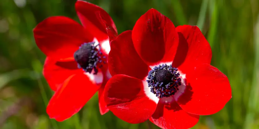 Anemone coronaria growing wild in a field