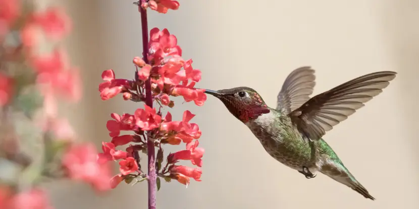 An Allen's Hummingbird feeding from red salvia