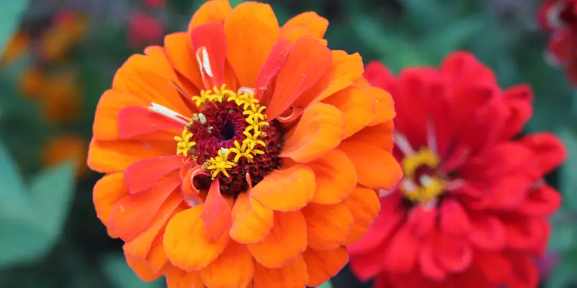 Brilliant zinnia blooms