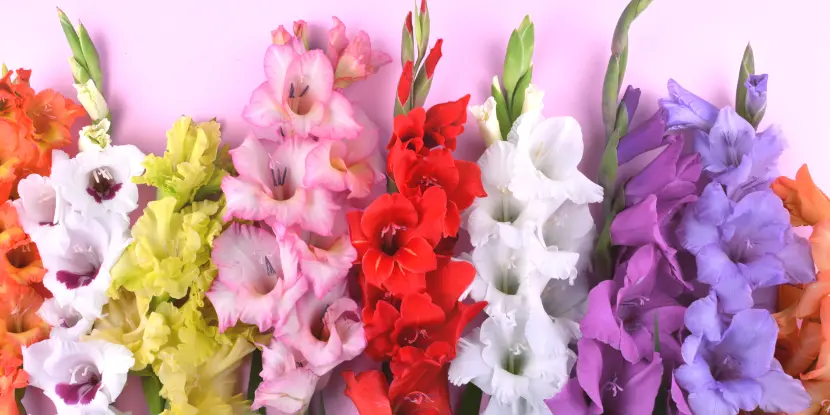 The spiking configuration of gladiolus flowers