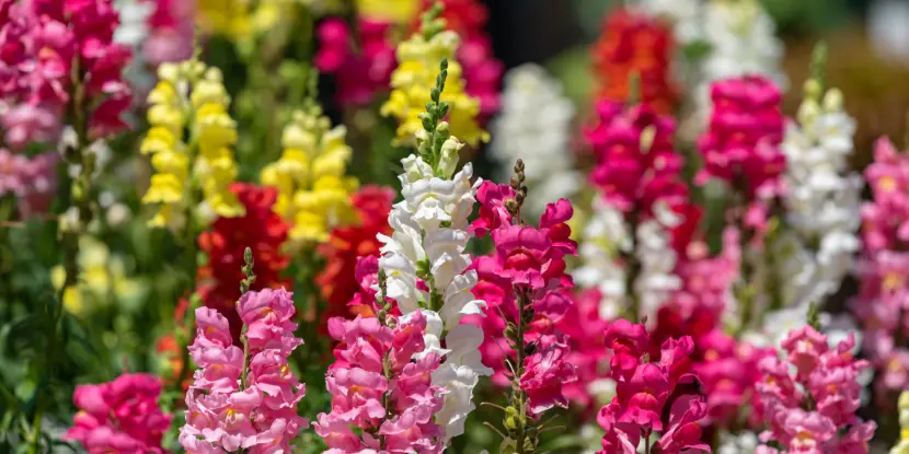 Snapdragons growing in a field