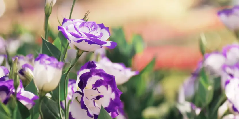 Lisianthus or prairie gentian Eustoma flowers in nature's beauty