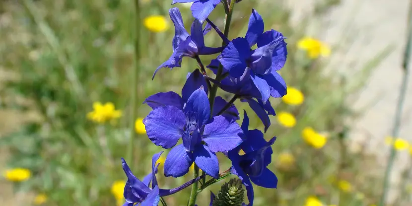 Close-up of Rocket Larkspur (Consolida ajacis)