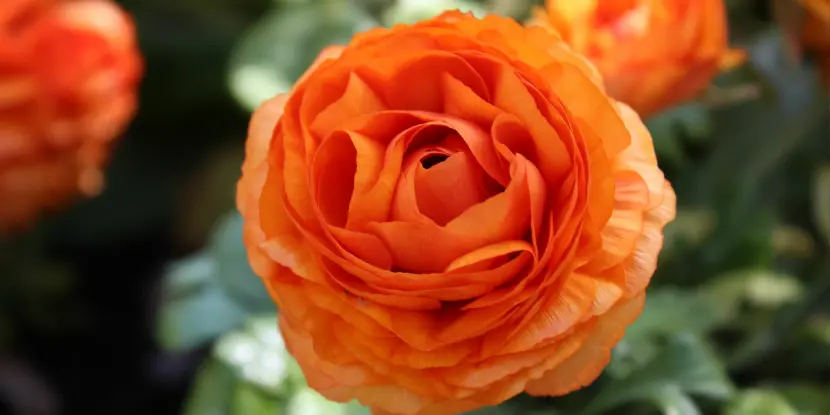 Close-up of an orange Persian buttercup flower in the garden