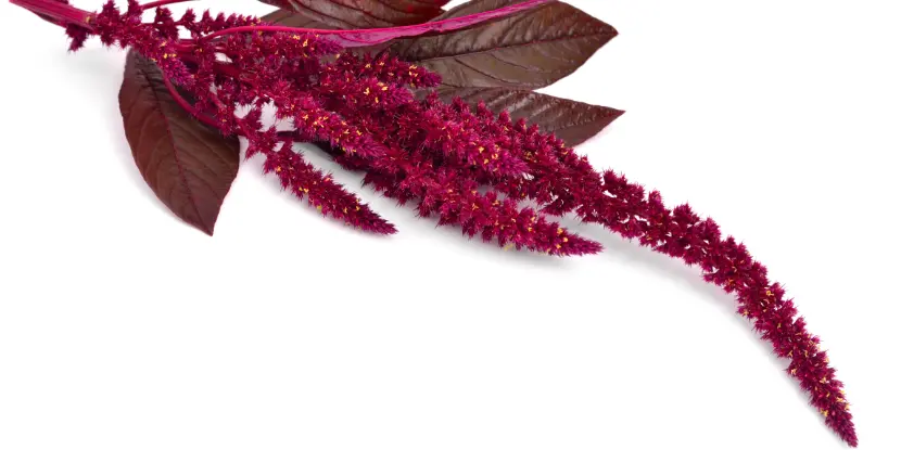 The distinctive flowering spikes of amaranth