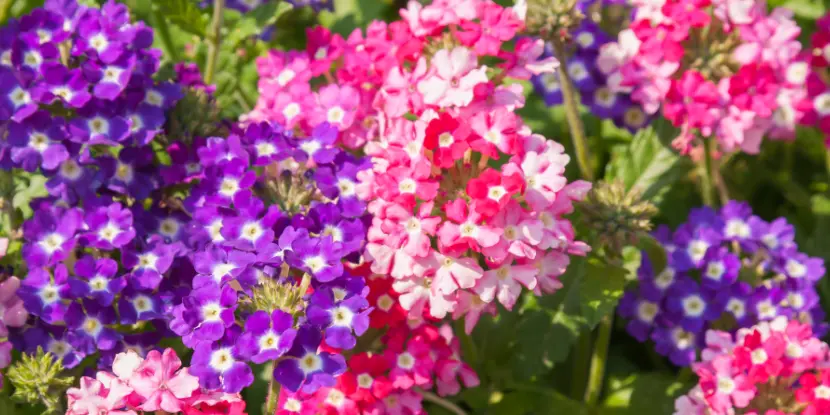 The Phlox paniculata or Garden Phlox in bloom