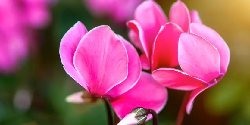 Close-up of a pink cyclamen bloom