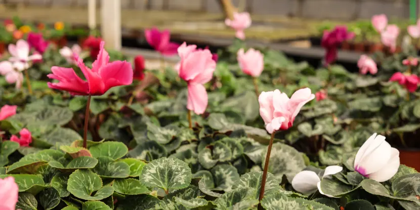 Pink cyclamens growing in a greenhouse