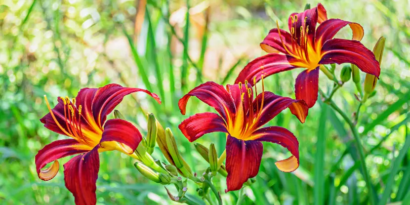 Deep red daylilies in a field