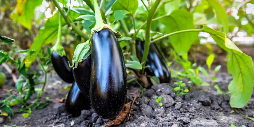 Deep purple eggplants