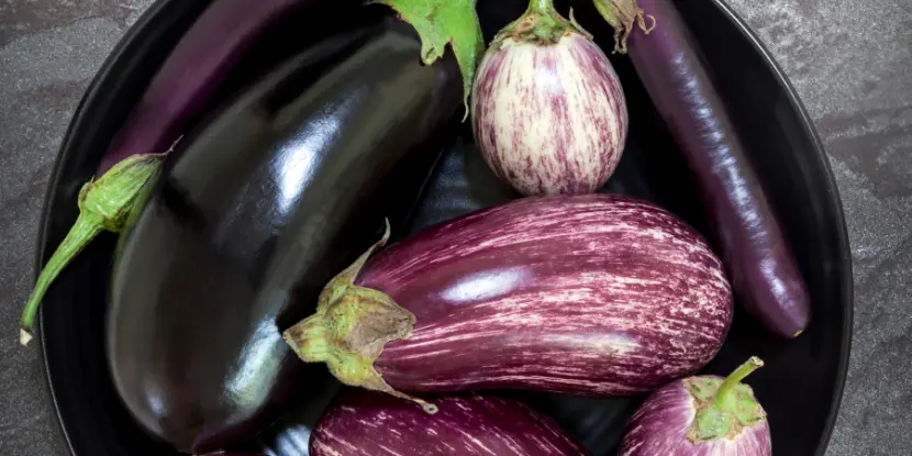 Varieties of eggplant