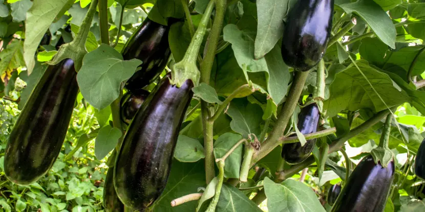 A cluster of eggplants