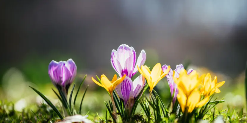 Crocus flowers in springtime
