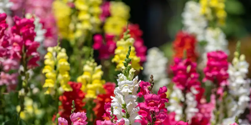 Colorful flowers of Snapdragon, Antirrhinum majus