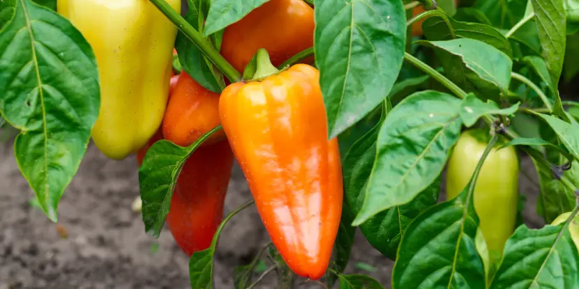 Mature peppers on the plant