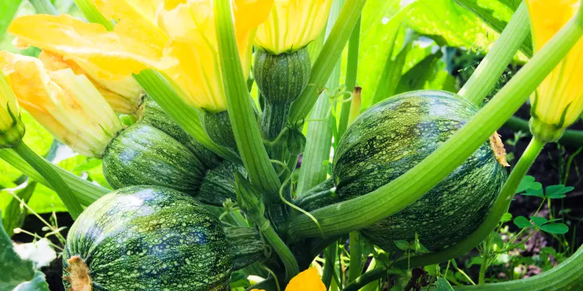 Young zucchini fruit