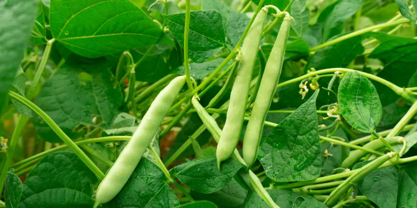 Green beans on the plant