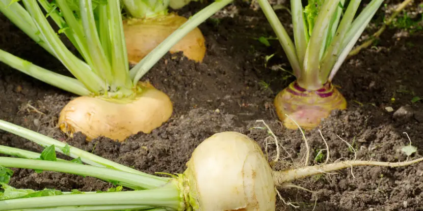 Turnips in the garden