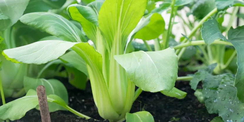 Young bok choy plant