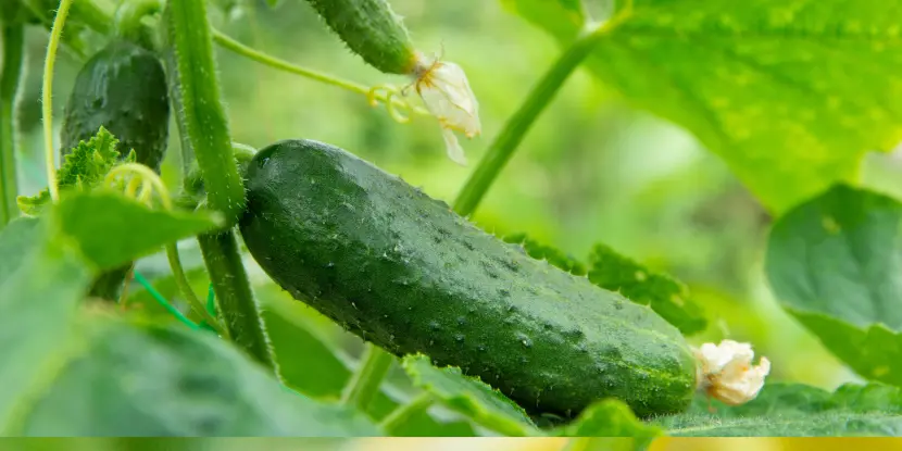 Young cucumbers on the vine