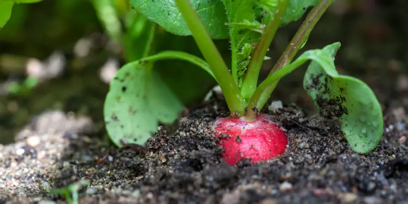 Radish pushing through the soil