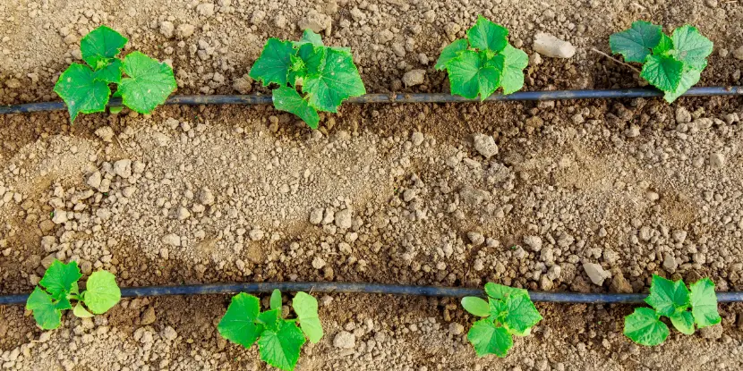 Drip irrigation system with small plants