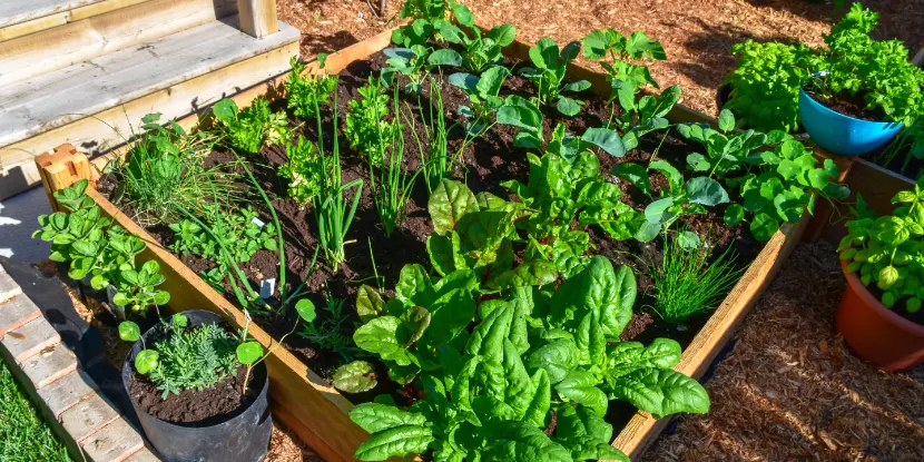 Garden with leafy greens