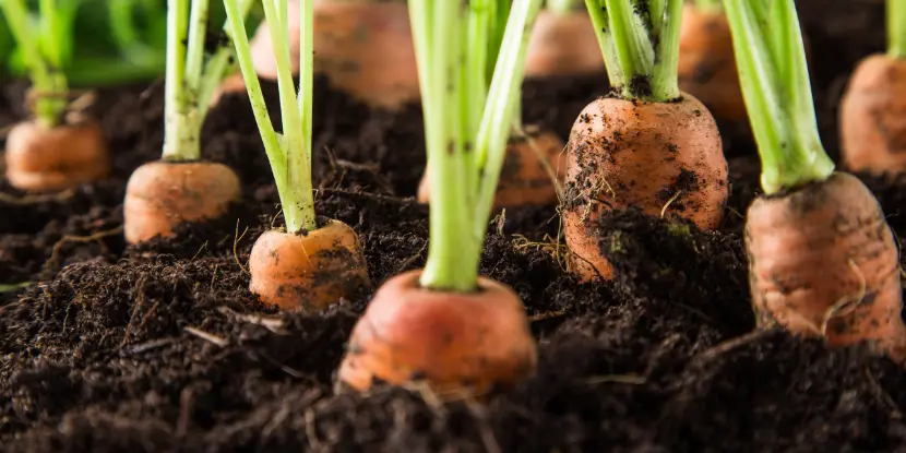 Carrots pushing through the soil